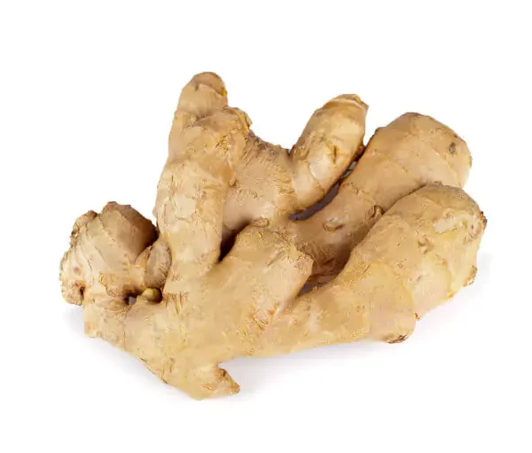 Gingembre - سكِّينْجبير